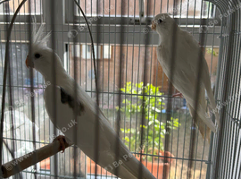 Pair of white cockatiels