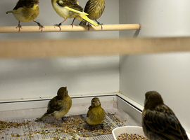 BEAUTIFUL FIFE CANARIES VARIEGATED COLOURS AVAILABLE