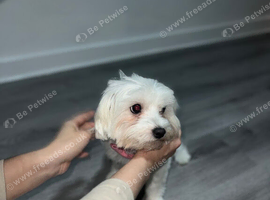 Bichon