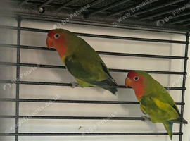 Hybrid lovebird bird pair