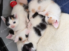 1 male 4 female