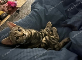 13 week only bengal boy kitten