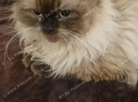 Female Ragdoll