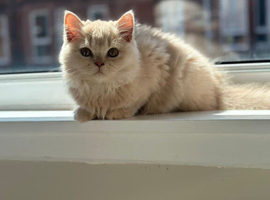 Beautiful British Longhair kitten looking for a loving forever home.