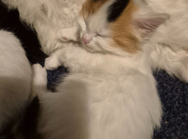 Kitens