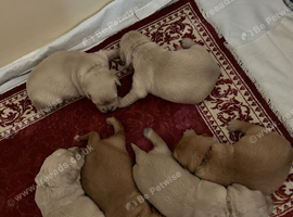 Golden retriever puppies