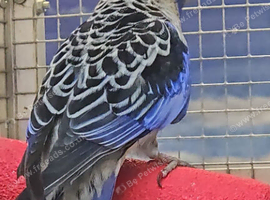 Stunning Young Rosella & Pennants available