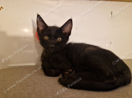 Bengal/Siamese/maine coon mix