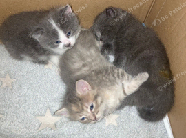 Beautiful part blue British shorthair kittens for sale