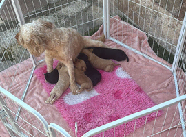 Cockapoo