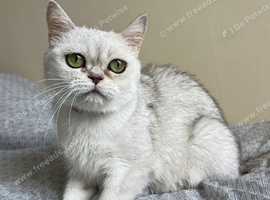Beautiful GCCF Registered Silver Shaded British Shorthair