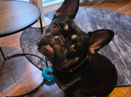 French bulldog