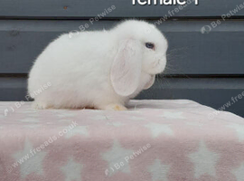 Beautiful female mini lops