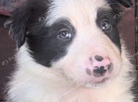 5 border collie puppies