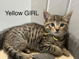 Main Coon / Bengal Mix 4 Girls