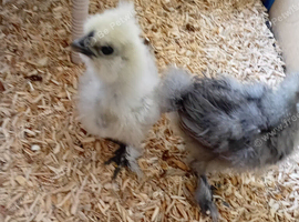 Polish chicken 4 weeks old and 1 silkies chick