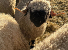 Gorgeous Valais Blacknose Shearling Rams