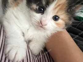8 week old girl kitten