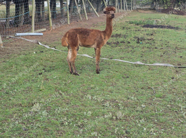 Alpaca boys for sale