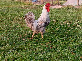 Crested cream legbar