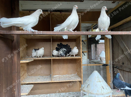 Fantails