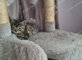 Tabby female and ginger female