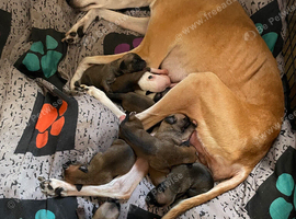 Lurcher Puppies