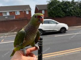 Amazon parrot  15 months old he said hello very good bird friendly I&rsquo;m not got time for it that&rsquo;s why I wanna go  name is olive