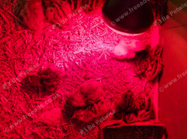 20 Quail Chicks few Days Old