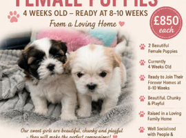 Beautiful shih tzu girls