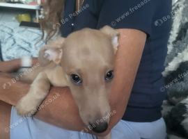 Beautiful Whippet Puppies - Boys & Girls