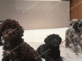 Cockapoo puppies available now