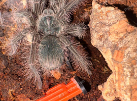 2 Theraphosa