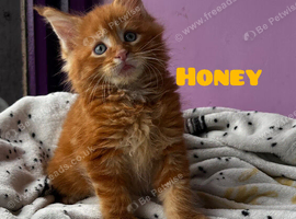 Maine Coon kittens