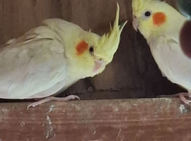 Latino aveiry cockateils