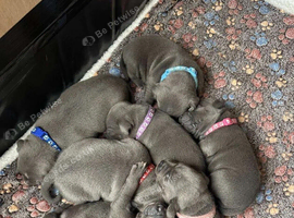 Gorgeous Home raised Blue Staffy Puppies