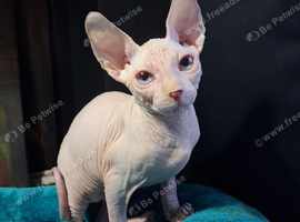 Sphynx Kittens Ready to Leave Now