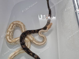 Royal pythons ⁸