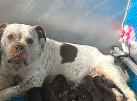 Olde English Bulldogges