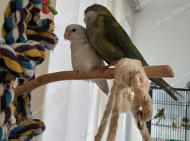 Sierra Parrot and Parrotlet Pair With Cage