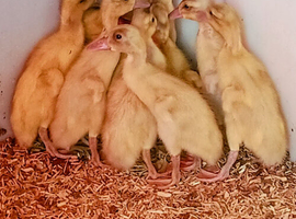 Saxony Indian Runner Duckling FEMALES
