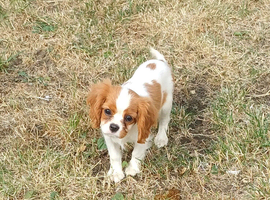 Beautiful cavalier puppies
