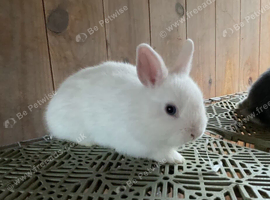 White Netherlands Dwarf Bunny With Blue Eyes For Sale!!