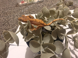 Baby crested geckos