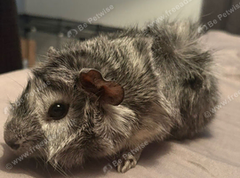 Bonded guinea pig boars