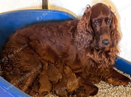 Stunning Irish Doodle Puppies