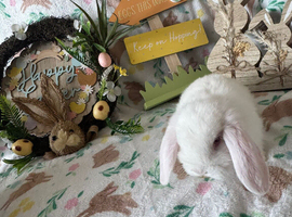 Mini lop bunnies available