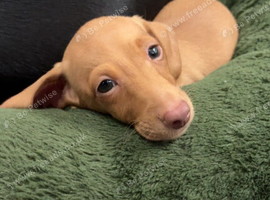 Cream boy ready now miniature dachshund
