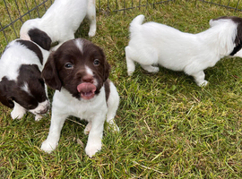 Working springer pups