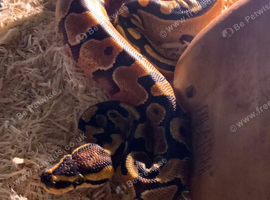 Selling snakes since the original owner cant look asfter them